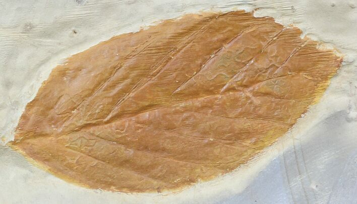 Paleocene Fossil Leaf (Rhamnites) - Montana #56668
